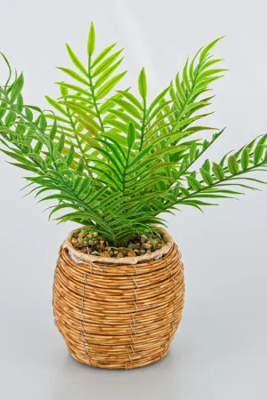 Palmier areca en pot vert Prix Promo